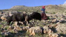 Ancient nomadic life threatened by drought Instructional Video
