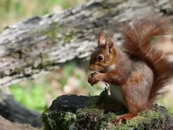 MS Red Squirrel eating hazelnut / vieux pont en auge, Normandy, France Stock Footage