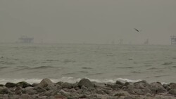 Dolphins cavort in choppy seas and birds dive for fish just off a rocky shoreline. Stock Footage