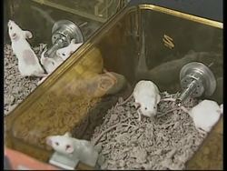 USA: SCIENTISTS CLAIM TO HAVE FOUND PAIN FREE METHOD OF VACCINATION News Clip