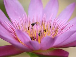 Close up bees on pink lotus Stock Footage