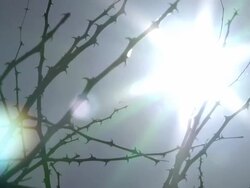 Dry brush backlit by the sun with lens flare Stock Footage