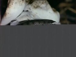 Grass Snake moves over eggs Stock Footage