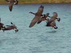 Flock of Canadian Geese land on a beautiful blue lake at sunrise. Stock Footage