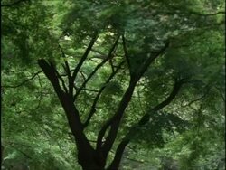 LA view of tree and branches, Yoyogi Park, Tokyo, Japan Stock Footage