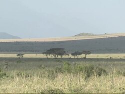 Pan across African landscape, Kenya, Africa Stock Footage