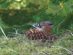 Chaffinch with cone Stock Footage