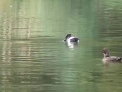 Charlottenburg duck 7  1080/60i Stock Footage