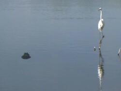MS Alligator head visible in water and near white bird perching  on branch  / Everglades, Florida, USA  Stock Footage