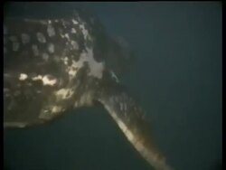 Leatherback turtle (Dermochelys coriacea) swimming in sea, Papua New Guinea Stock Footage