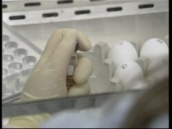 US prepares for bird flu in case of an outbreak of the disease News Clip