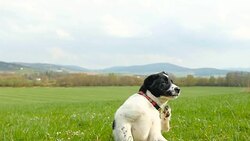 Puppy scratching - season of ticks! Stock Footage