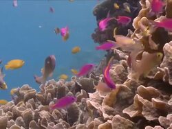 CU Pink anthias swimming over hard coral / Visayan Islands, The Visayans, Philippines   Stock Footage