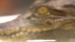Crocodile Eye Stock Footage