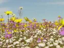 MS R/F Shot of Wild flowers of Namaqualand including common felicias and daisies buffeted by the wind / Namaqualand, Northern Cape, South Africa Stock Footage