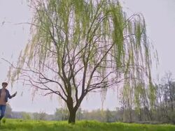 SLO MO Joyful woman under the willow tree Stock Footage