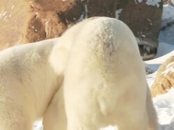 MS TS ZO Two polar bears play fighting then walking in snow / Churchill, Manitoba, Canada  Stock Footage