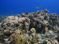 Coral And Fish Stock Footage