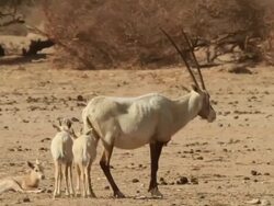 Arabian Oryx (Oryx leucoryx) female with 3 youngs Stock Footage