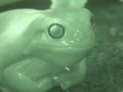 Tree Frog Night Vision Stock Footage