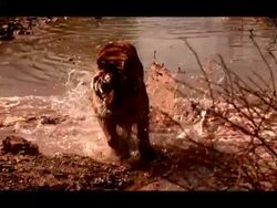 Medium, Hand-held - A tiger leaps in and out of a pond chasing something / USA Stock Footage