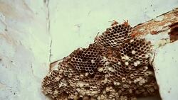 Yellow wasp Stock Footage