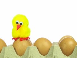 chick with eggs Stock Footage