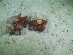 Underwater hermit crabs fighting on the sea bed Stock Footage