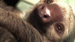 A sloth blinks. Stock Footage