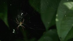 Yellow-black spider in her spiderweb - Argiope bruennichi Stock Footage