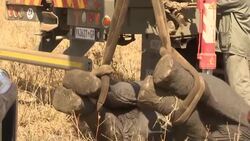 Wildlife numbers hugely impacted in 2016 News Clip