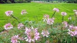 Terraced rice field on Mountain, Pa Pong Piang village, Chiang mai Province, Northern of Thailand Stock Footage