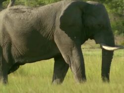 MS TS Elephants walking in tall grass / Okavango Delta, North West District, Botswana Stock Footage