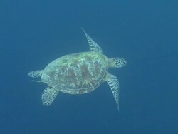 Green sea turtle (Chelonia mydas) swimming against blue, Southern Visayas, Philippines Stock Footage