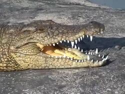 Crocodile Stock Footage