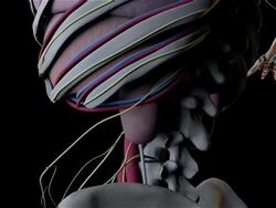 Human Anatomy (Male) Stock Footage