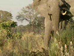 MS Elephant walking / Okavango Delta, North West District, Botswana Stock Footage