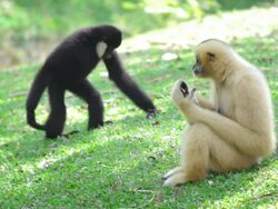 Two monkeys sitting in the grass Stock Footage