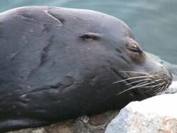 Sea Lion Seal Face, Close.  Looks at Camera, Blinks Stock Footage