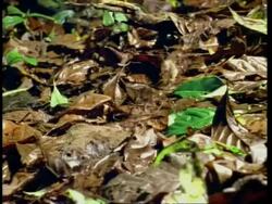 MS Black Army Ant (Eciton sp) trail across leaves Stock Footage