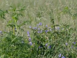 Dolly - Wildflowers in swamp landscape, early morning dew Stock Footage