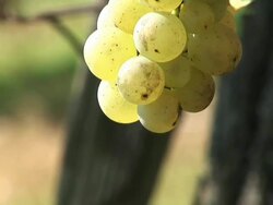 HD: White grape Stock Footage