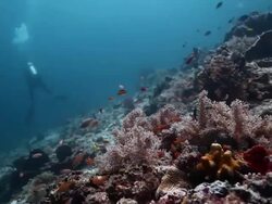MS Shot of Colorful anthias on coral with diver / Sipadan, Semporna, Tawau, Malaysia Stock Footage