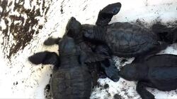 CLEAN: Turtle hatchlings released to the sea off Guatemala News Clip