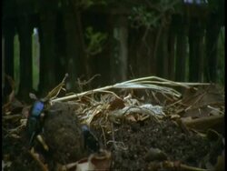 MS Dung beetle rolling dung ball, Bandhavgarh National Park, India Stock Footage