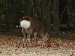 Kinkazan island Sika Deer, Cervus nippon, Japan Stock Footage