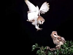 MS SLO MO Shot of barn owl landing onbBranch chick waiting / Vieux Pont en Auge, Normandy, France Stock Footage