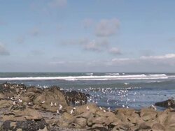 MS Seagull on sea shore / Audierne, Brittany, France Stock Footage