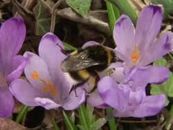 HD: Bumblebee Stock Footage