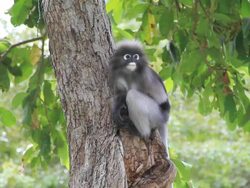 Dusky Leaf Monkey Stock Footage